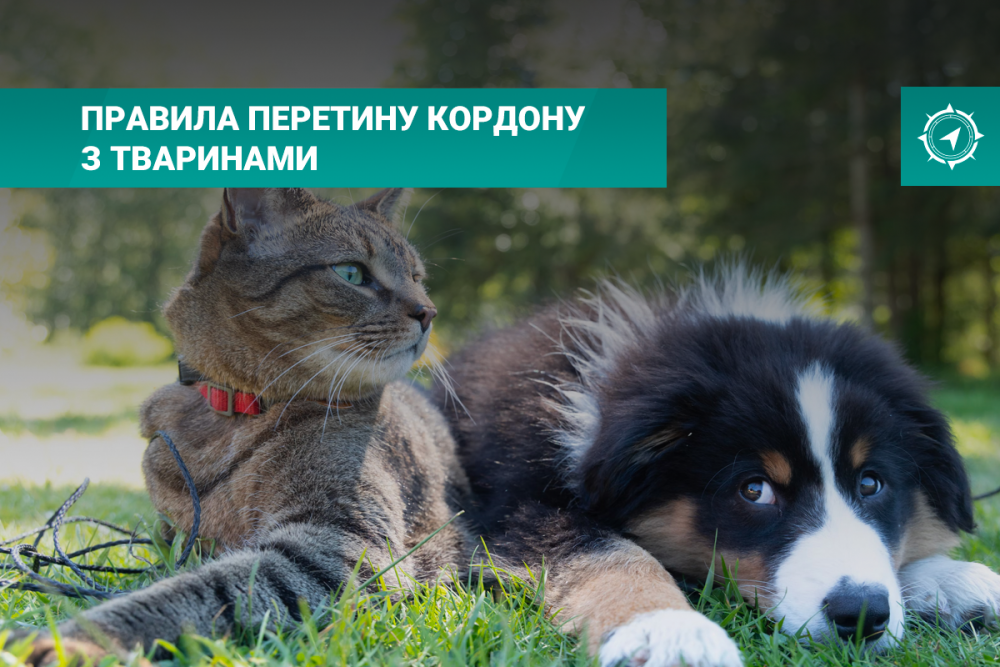 Перетин кордону з тваринами та оформлення квитків Перетин кордону з тваринами та оформлення квитків